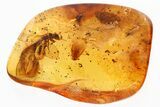 Fossil Winged Termite, Two Caddisflies & Barklouse In Baltic Amber #339451-3